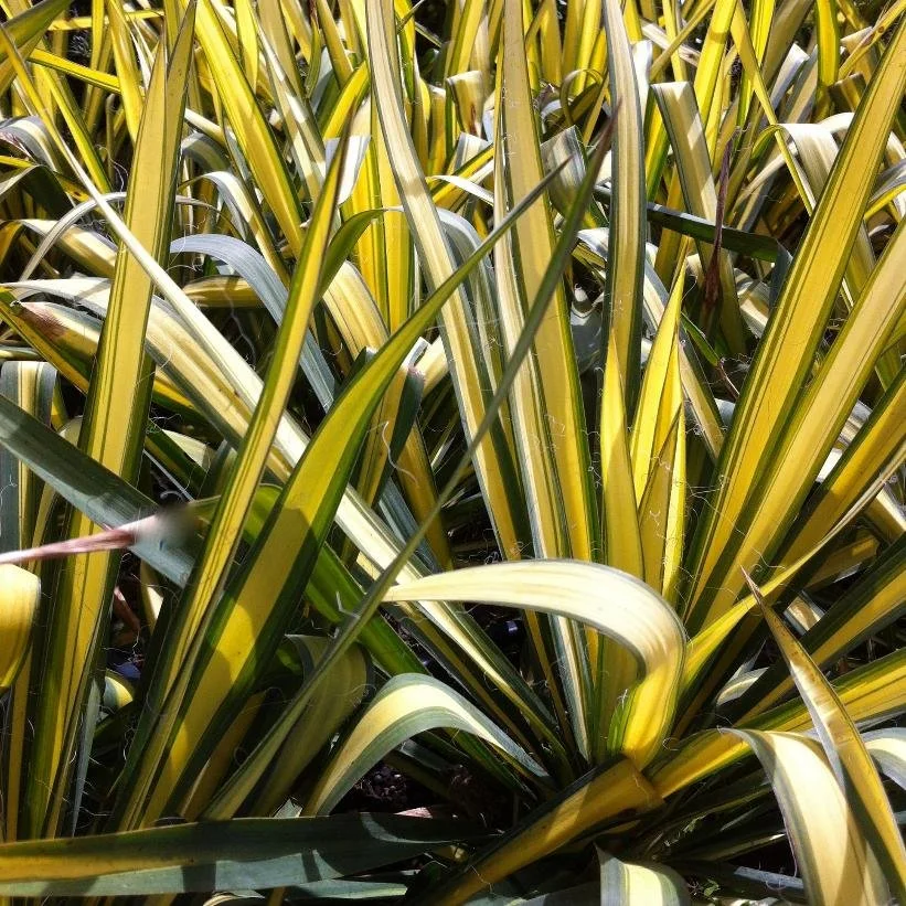 Golden Sword Yucca - 5 Gallon Container