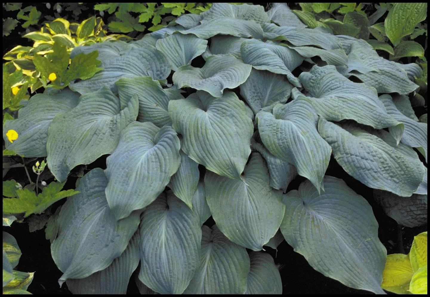 Hosta-Blue-Angel-Bordered.jpg