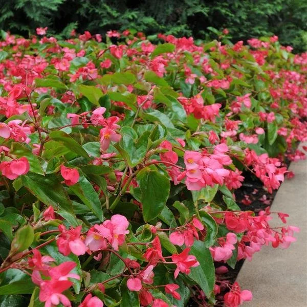 Dragon wing begonia pink flat of ten 4 5 inch containers lawns of tulsa