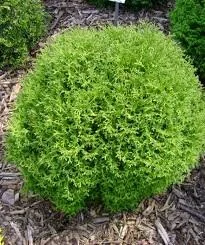 Mr. Bowling Ball Arborvitae