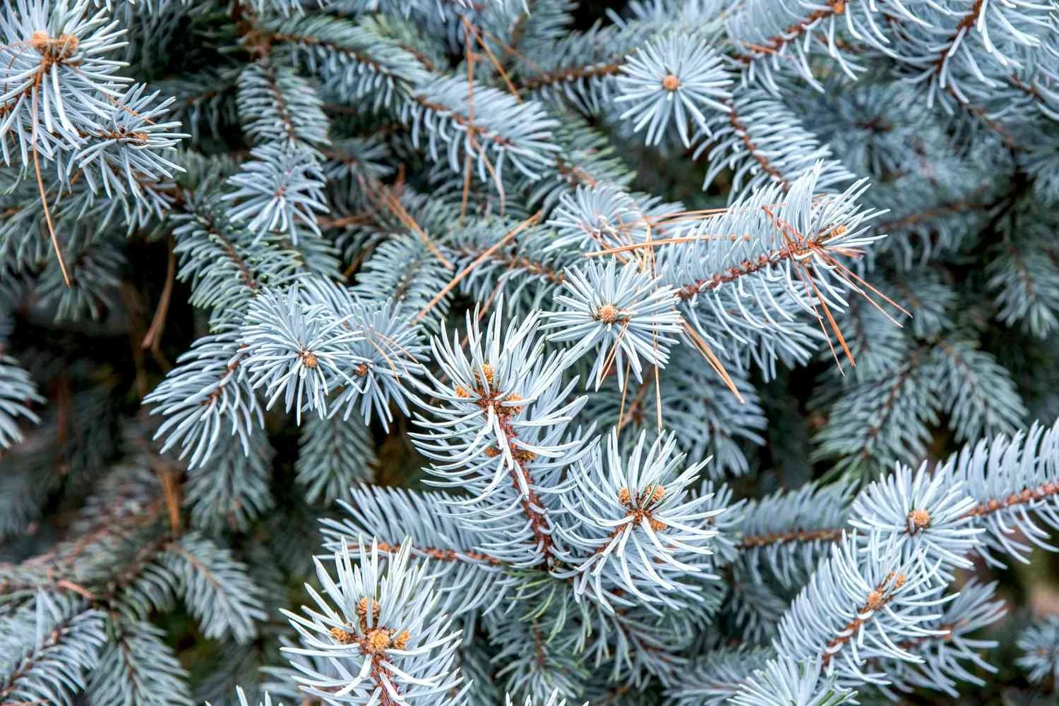 Colorado Blue Spruce