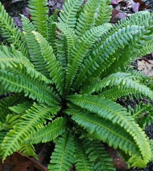 blechnum-spicant-deer-fern.jpg