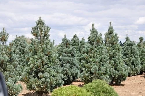 Vanderwolf Pine