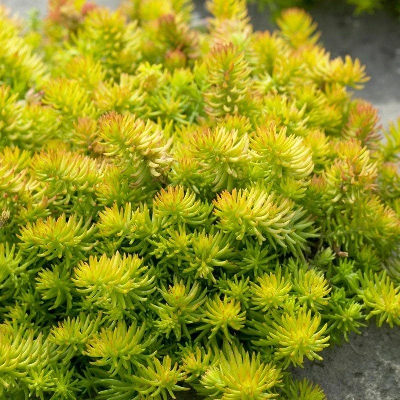 sedum-angelina-stonecrop-foliage-groundcover_1.jpg
