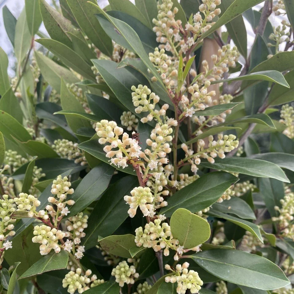 Bright 'N Tight Carolina Laurel