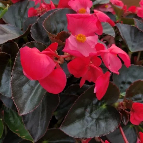 Big Begonia Bronze Leaf Red