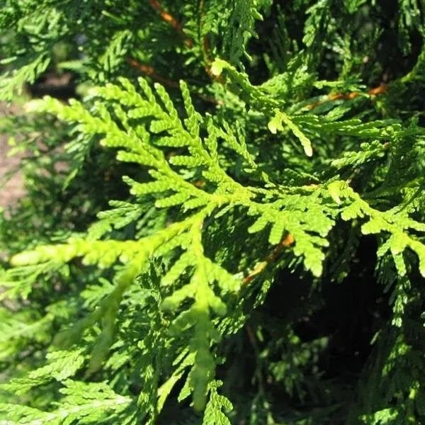 Emerald Green Arborvitae