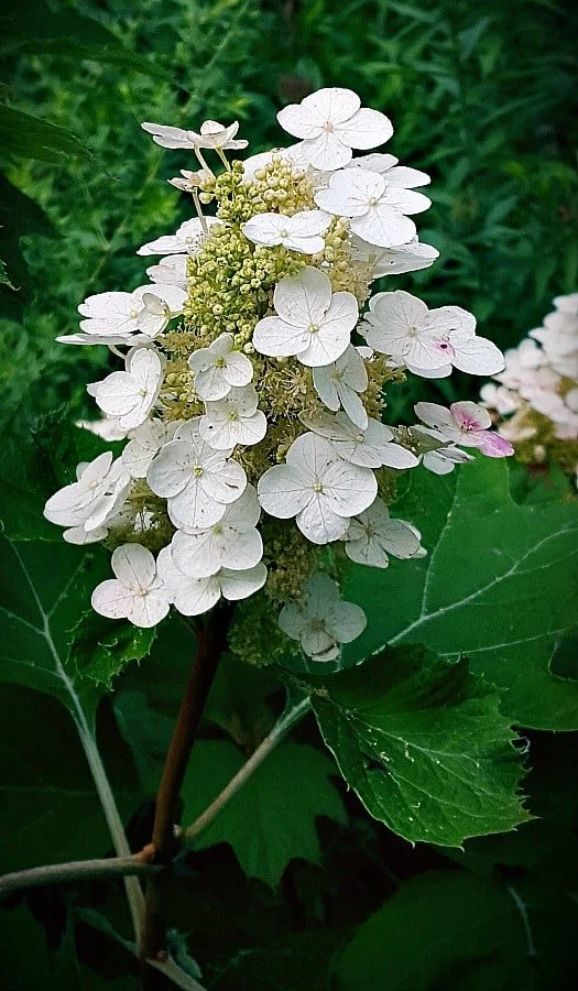 HydrangeaAlice.jpg