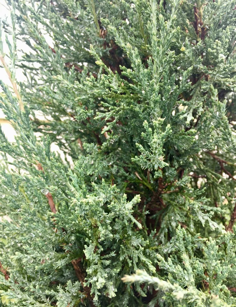 Taylor Juniper