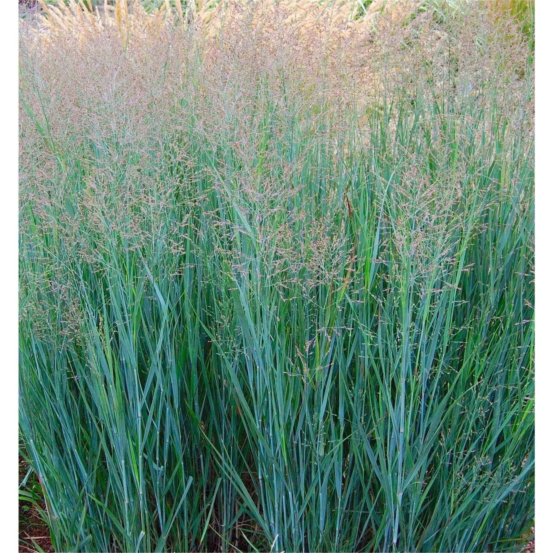 Heavy Metal Blue Switch Grass