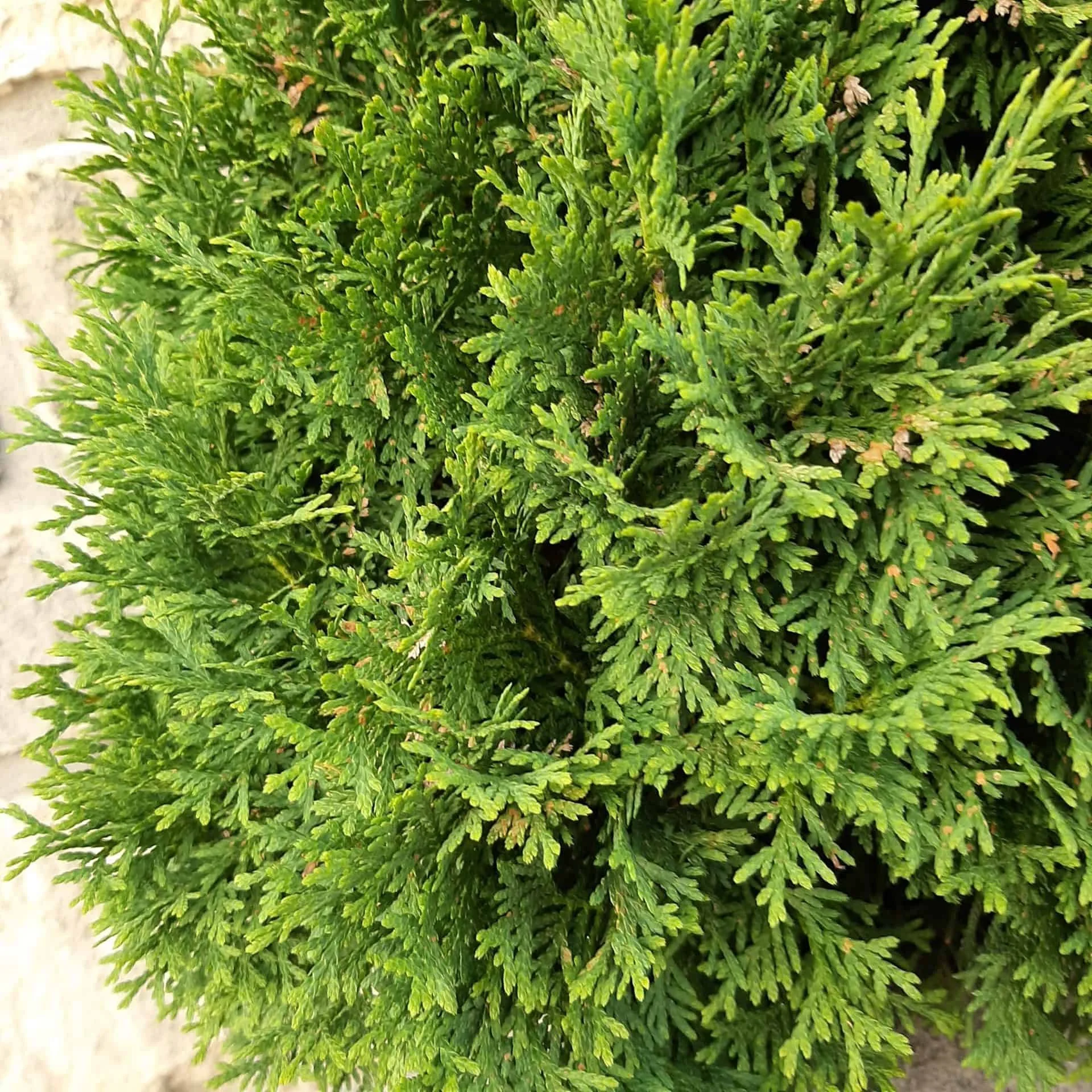 Holmstrup Eastern Arborvitae