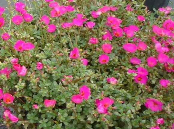Magenta Purslane