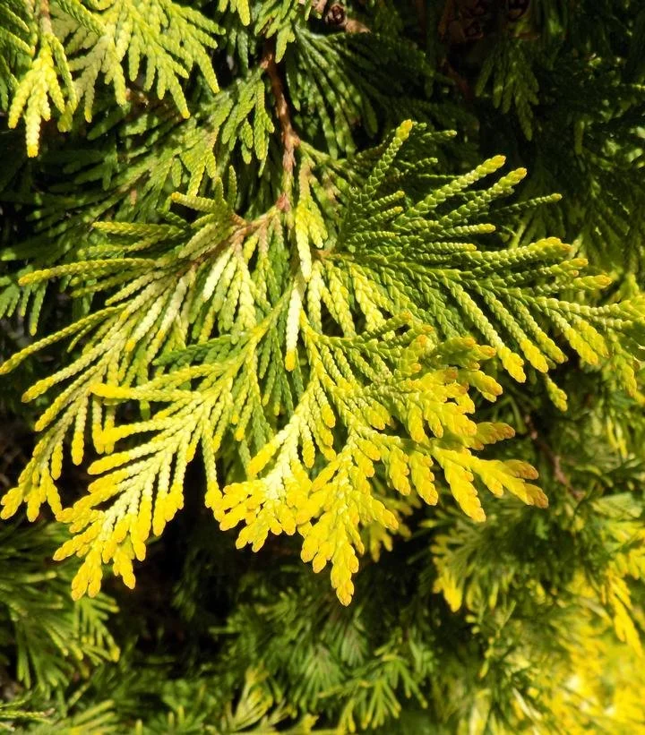 Yellow Ribbon Arborvitae