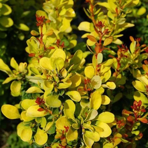 Golden Rocket Barberry