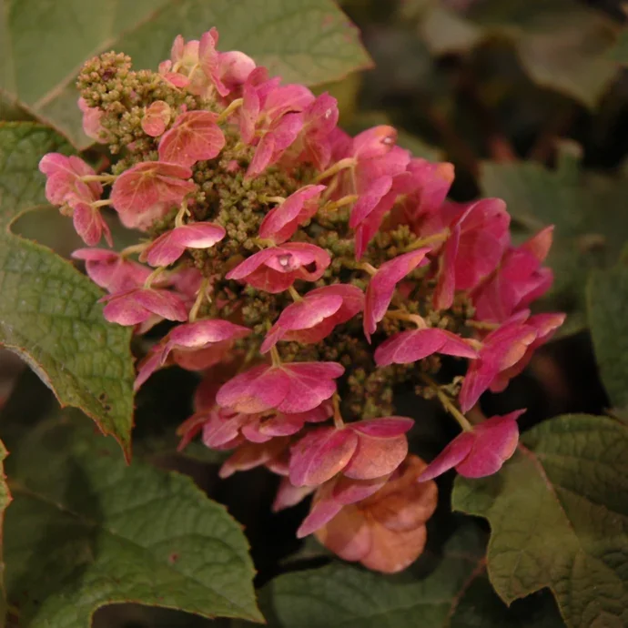 H168-01_345x@2x.jpg.webp