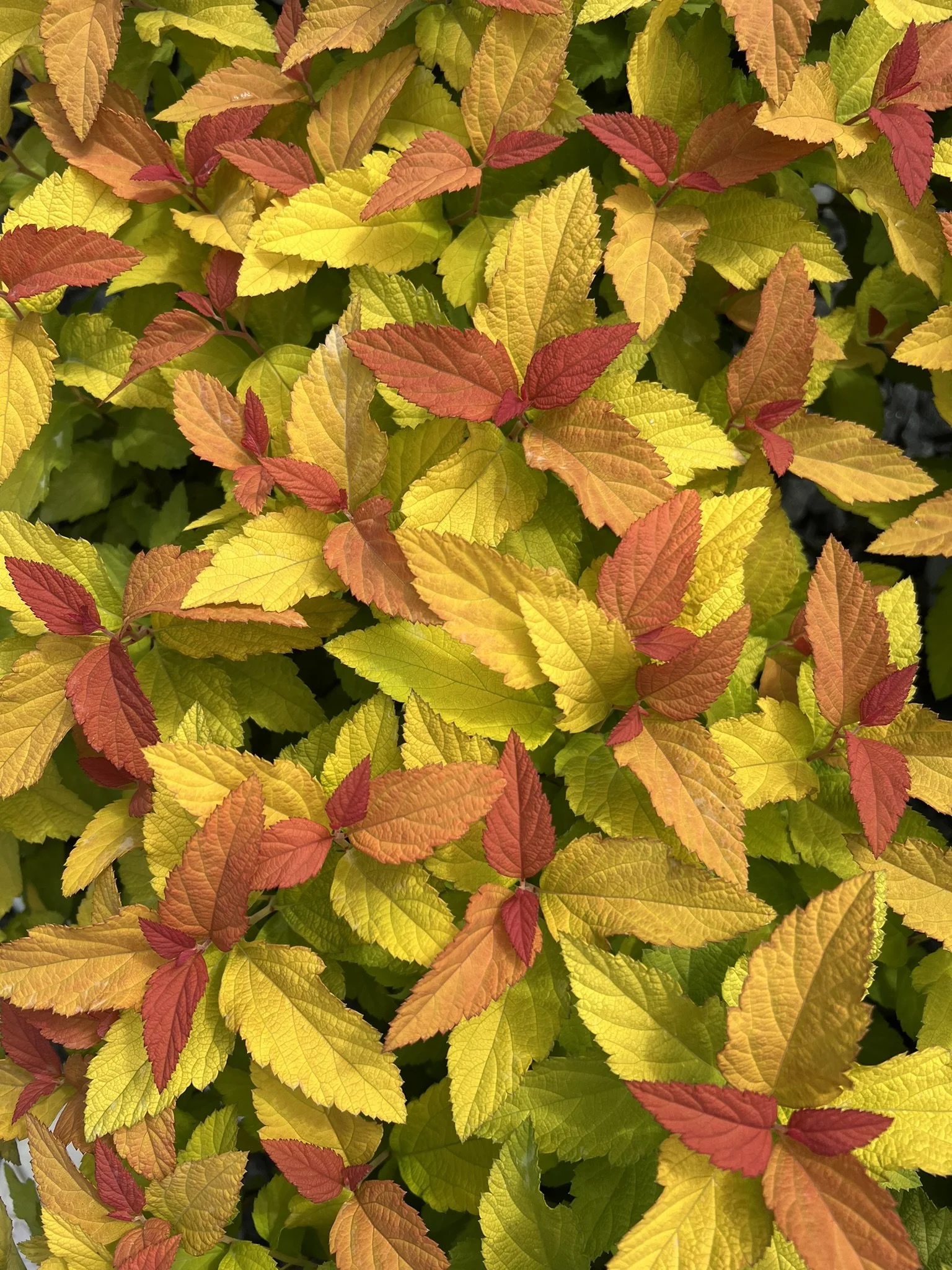 spirea-candy-corn-1.jpeg