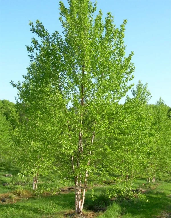 Heritage-River-Birch.jpg