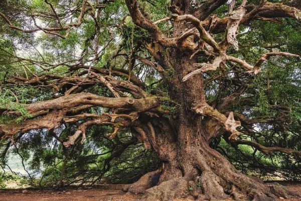 Awakening into the Grace of Aging