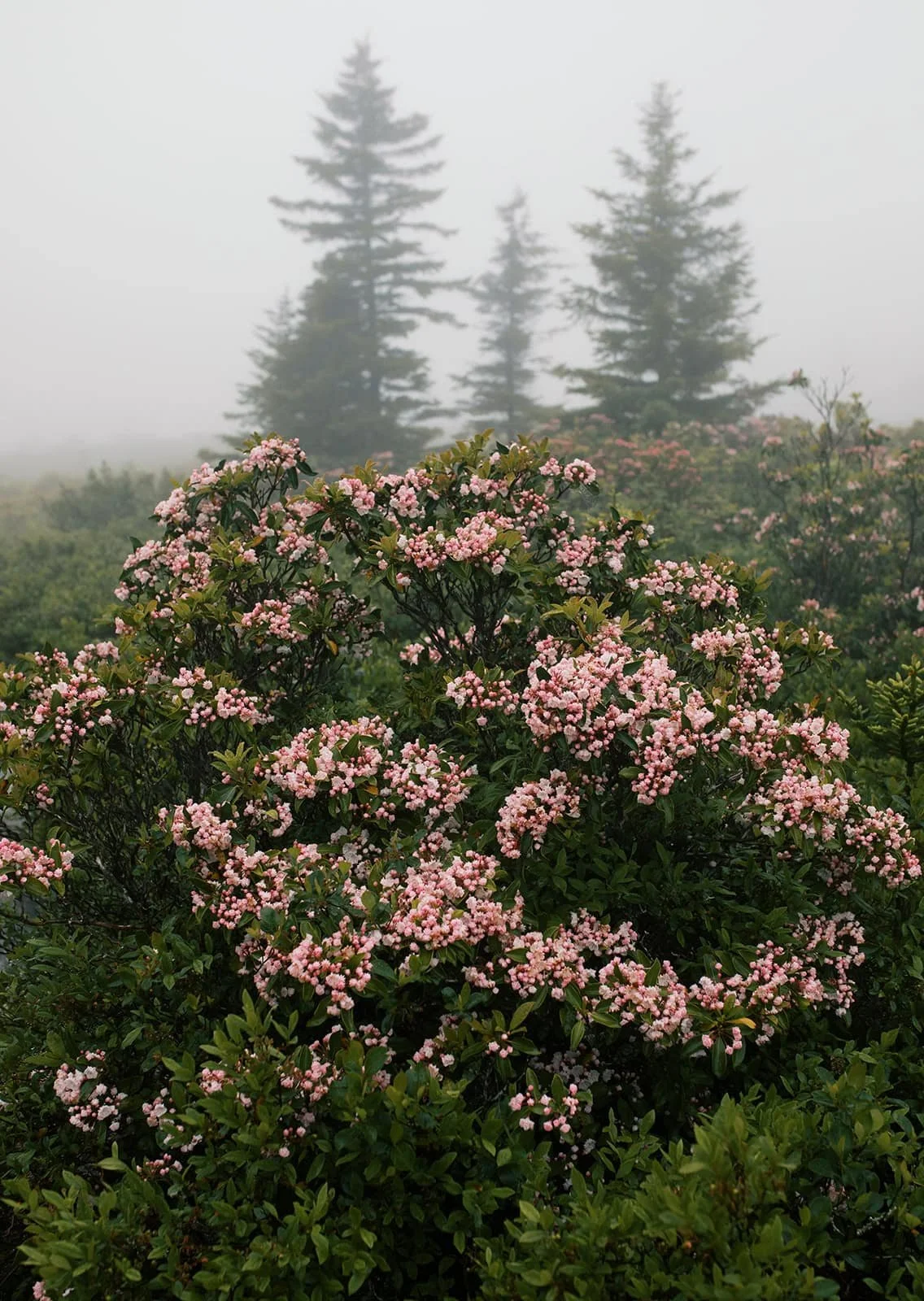 dolly-sods-spring-mountain-elopement.jpg