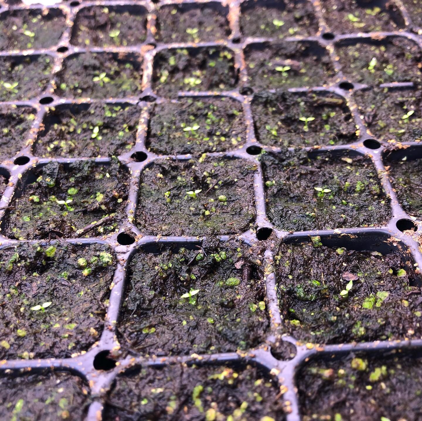 Lisianthus seedlings!! Yay!! This is my second round of starts, the first was not successful.  I wish I knew why, I guess that is the reason so many growers buy plugs.  I took this as a personal challenge!