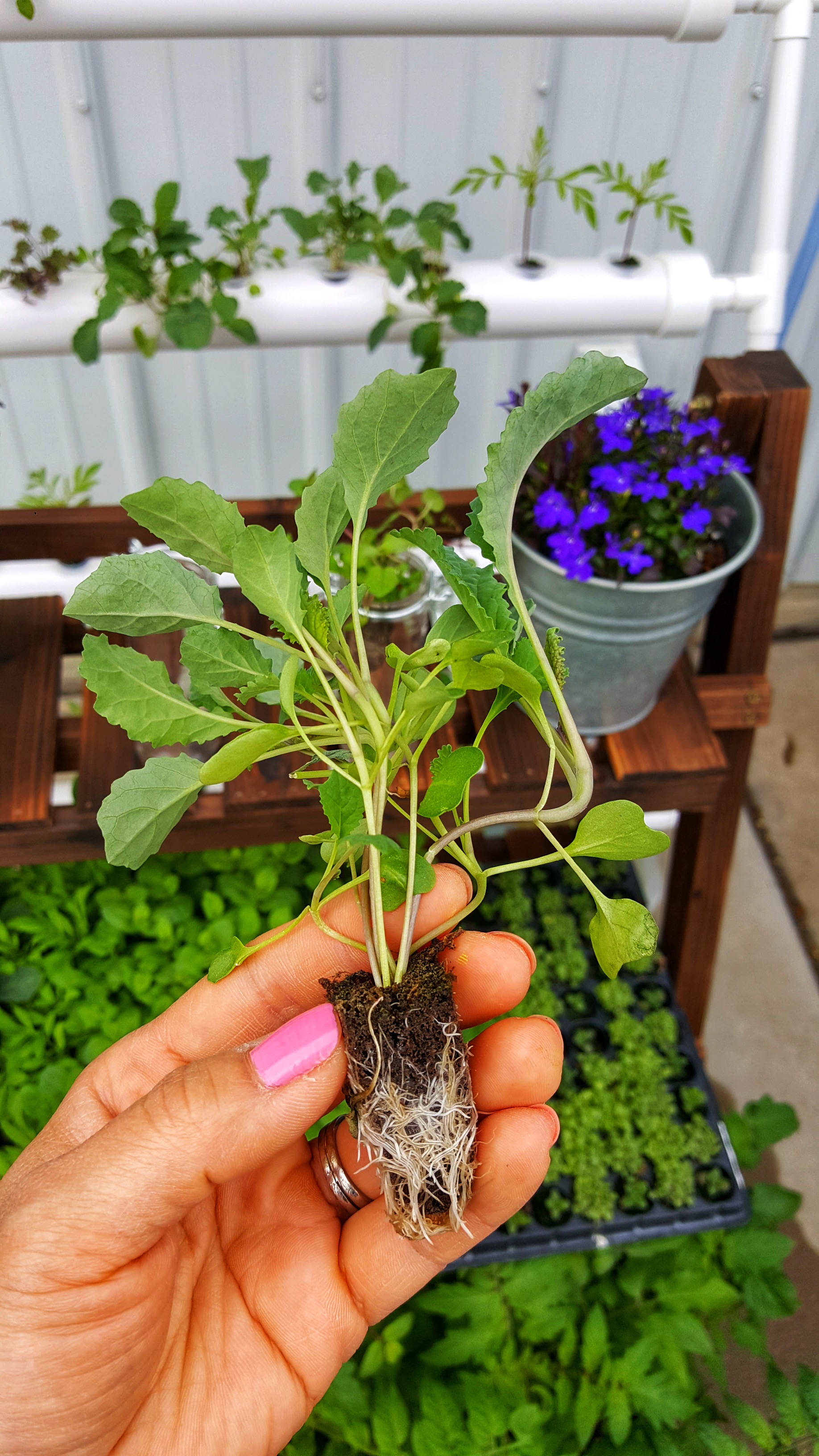 Healthy roots