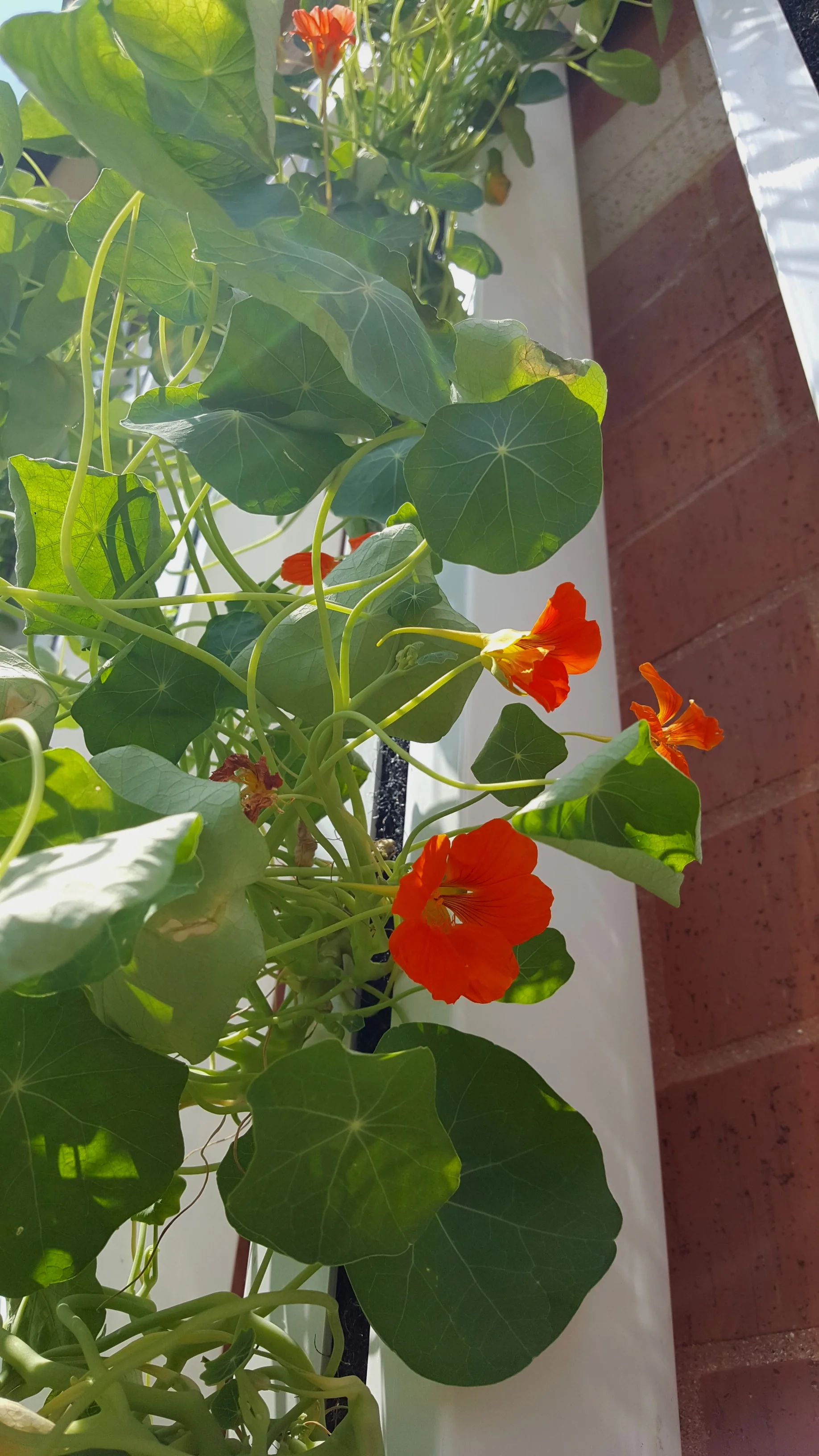 Edible flower / leaves - Nasturtium
