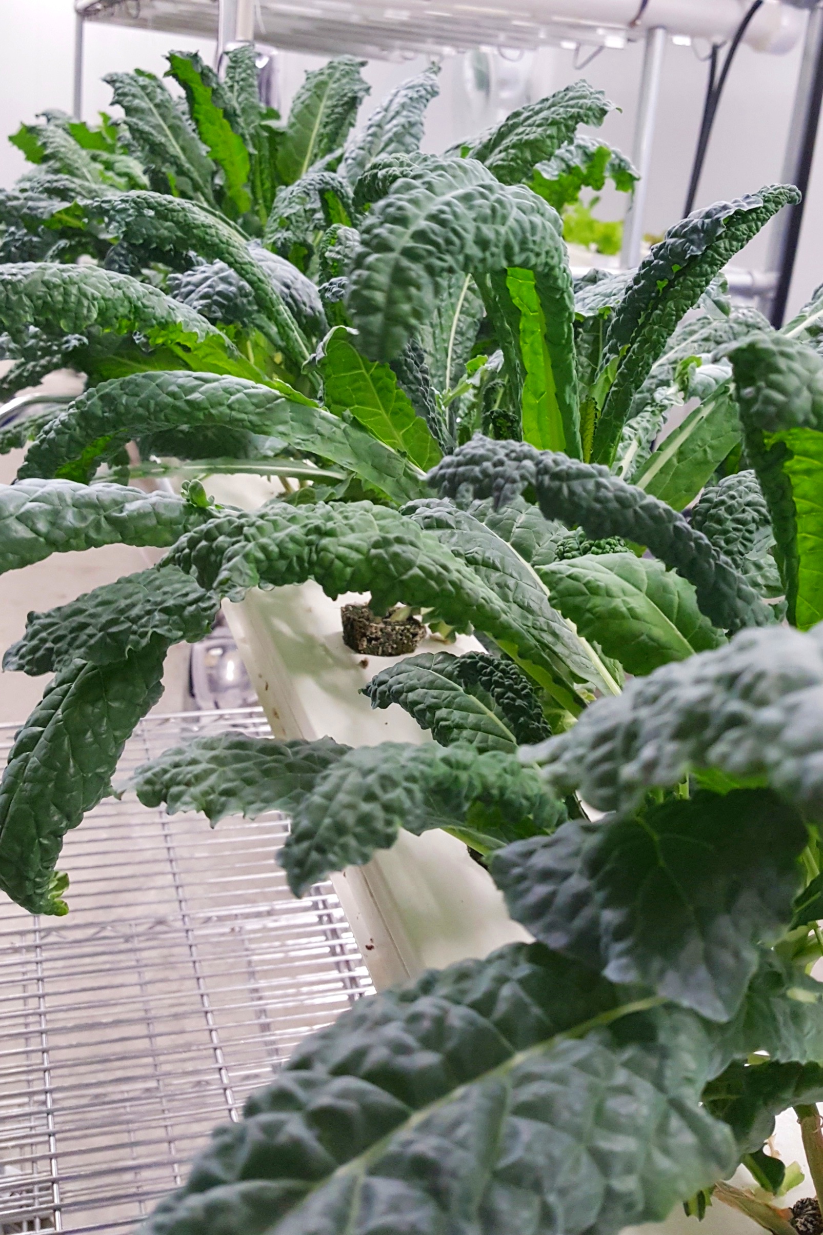 Toscano Kale --AKA "Dinosaur Kale"