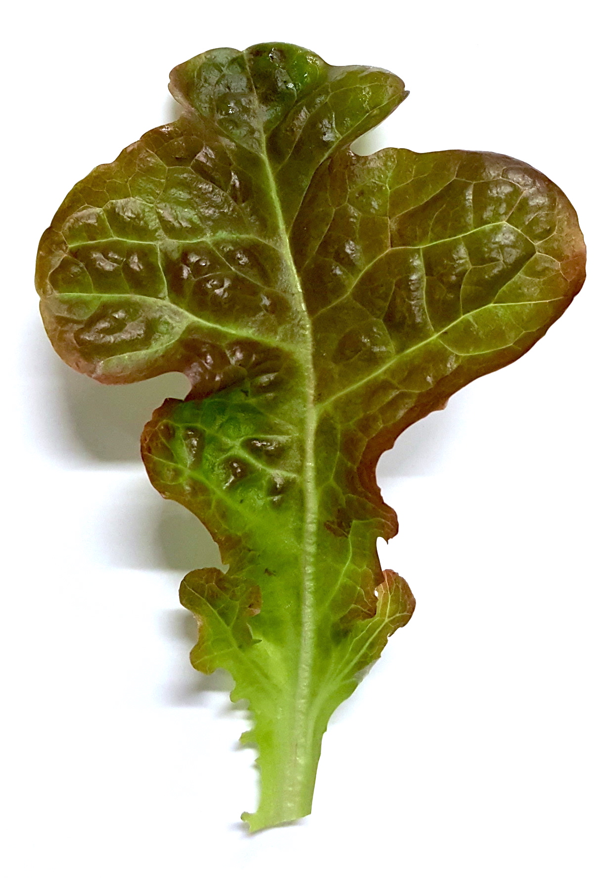 Red Oakleaf copy 2.jpg