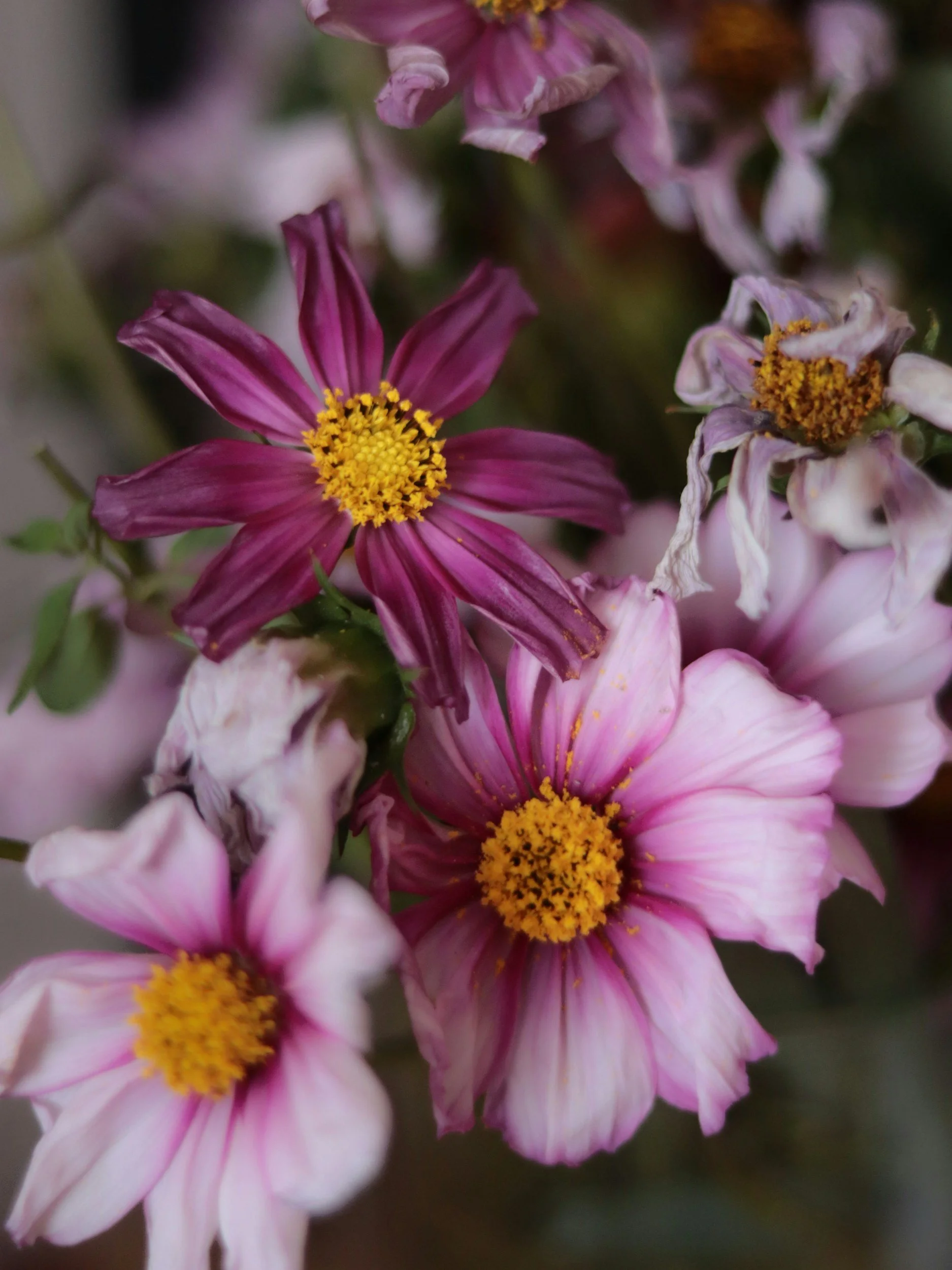 Pink flowers saved from Rita's funeral, part of the Hometown Originals story.