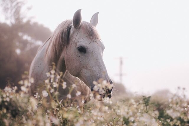 Wet Dewy mornings 💛All of this was once just a dream.⠀⠀⠀⠀⠀⠀⠀⠀⠀
⠀⠀⠀⠀⠀⠀⠀⠀⠀
What are your biggest horse dreams? I think getting in touch with what we want and then putting it out there can help us make it real - help us feel it is possible and we are d