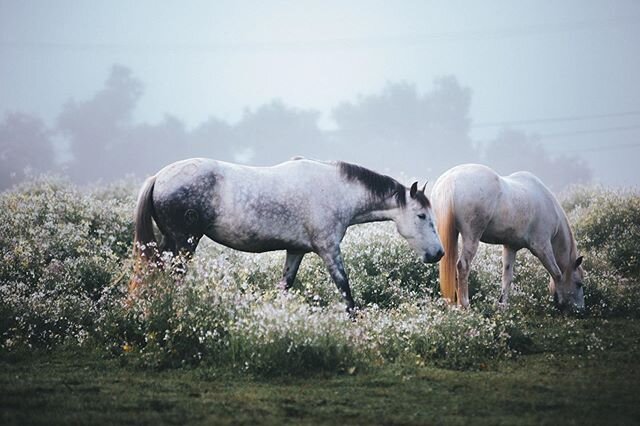 Horses being horses - one of my favorite sights! When I first moved to this ranch over a year ago, my idea of what &quot;horses being horses&quot; looked like was very different. 
The horses I saw growing up lived in paddocks and stalls. They ate the