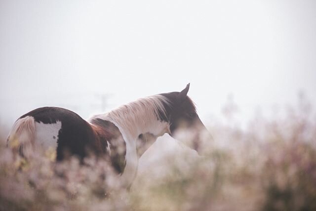 How long does it take to befriend a wild mustang if not using force or coercion - if they live freely in an open space where they don't have to interact with you or even see you if they don't want - if they are living full lives and don't need humans