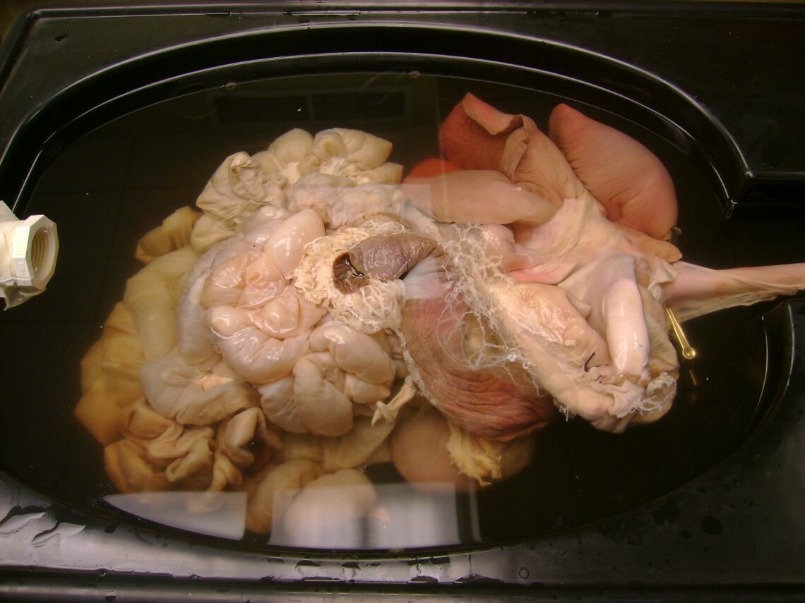 Complete Porcine Explant Specimen