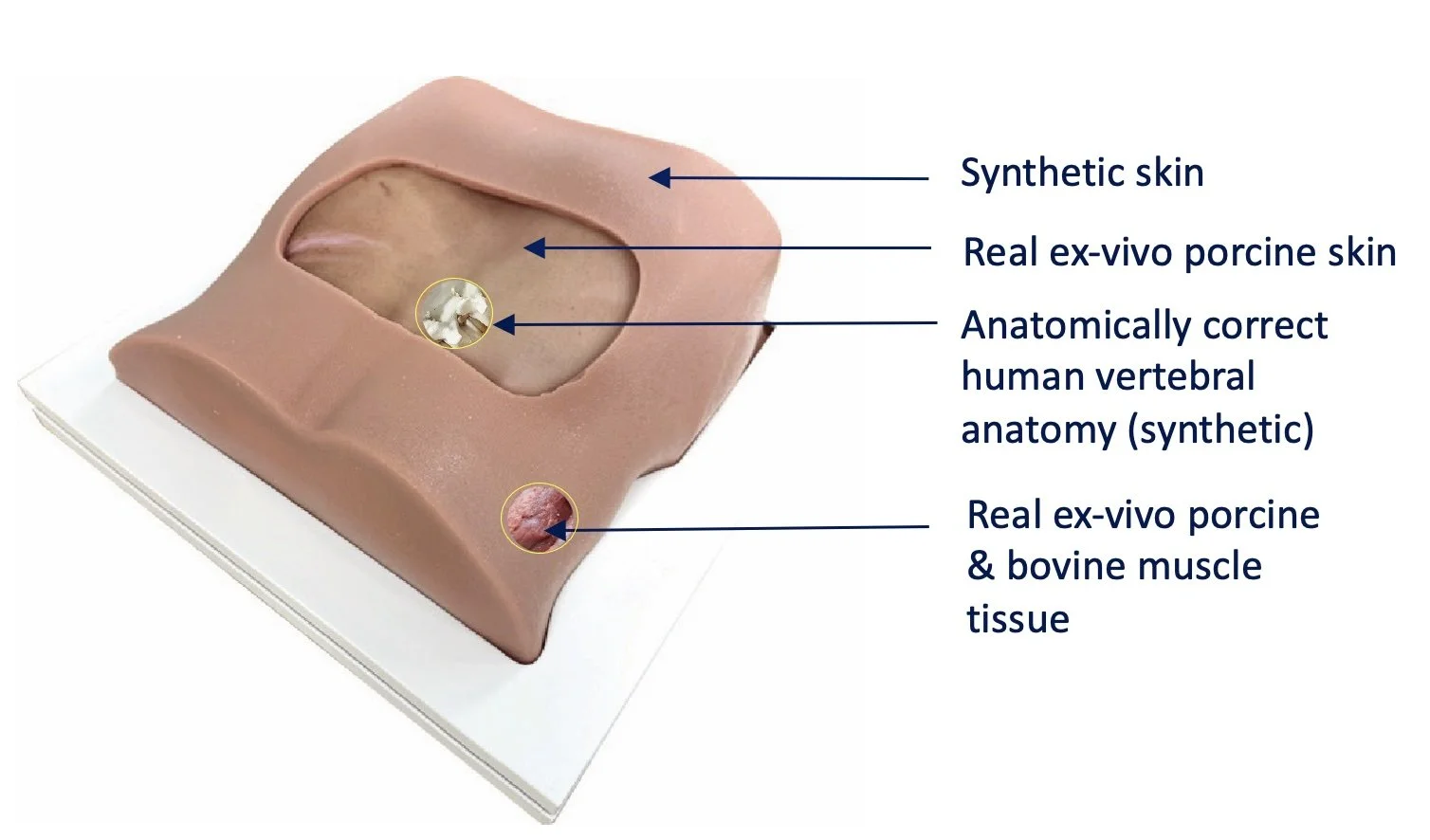 Lumbar Spine Model