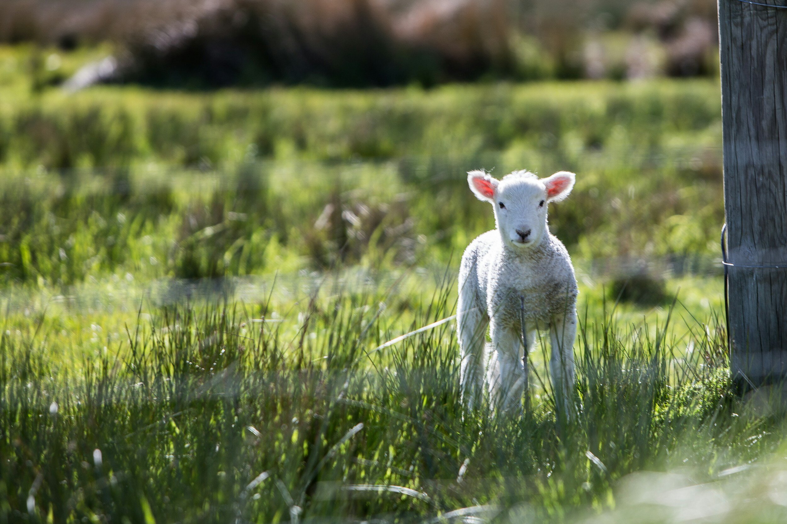 A lamb representing the beginning of spring