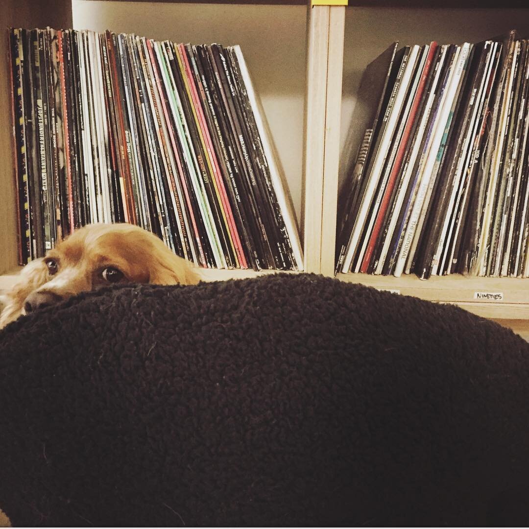 It&rsquo;s somewhere in between the #records - New single out link in bio. #newmusicalert #recording #rescuedog #vinyl