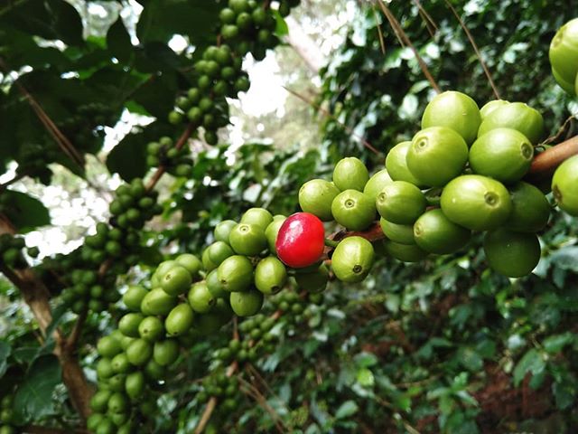 Muy alegres por la nueva cosecha.
#HonduranCoffee #specialtycoffee #Coffeelover #coffeecolors #coffeeprocess #CAFESMO #specialitycoffeegrowers