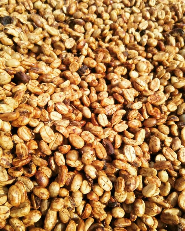 Our coffee is drying fantastic...
#HonduranCoffee #specialtycoffee  #coffeepeople #coffeelife #coffeeconectingpeople #coffeemoments #coffeeprocess #coffee #Honey #CAFESMO #Specialycoffeegrowers