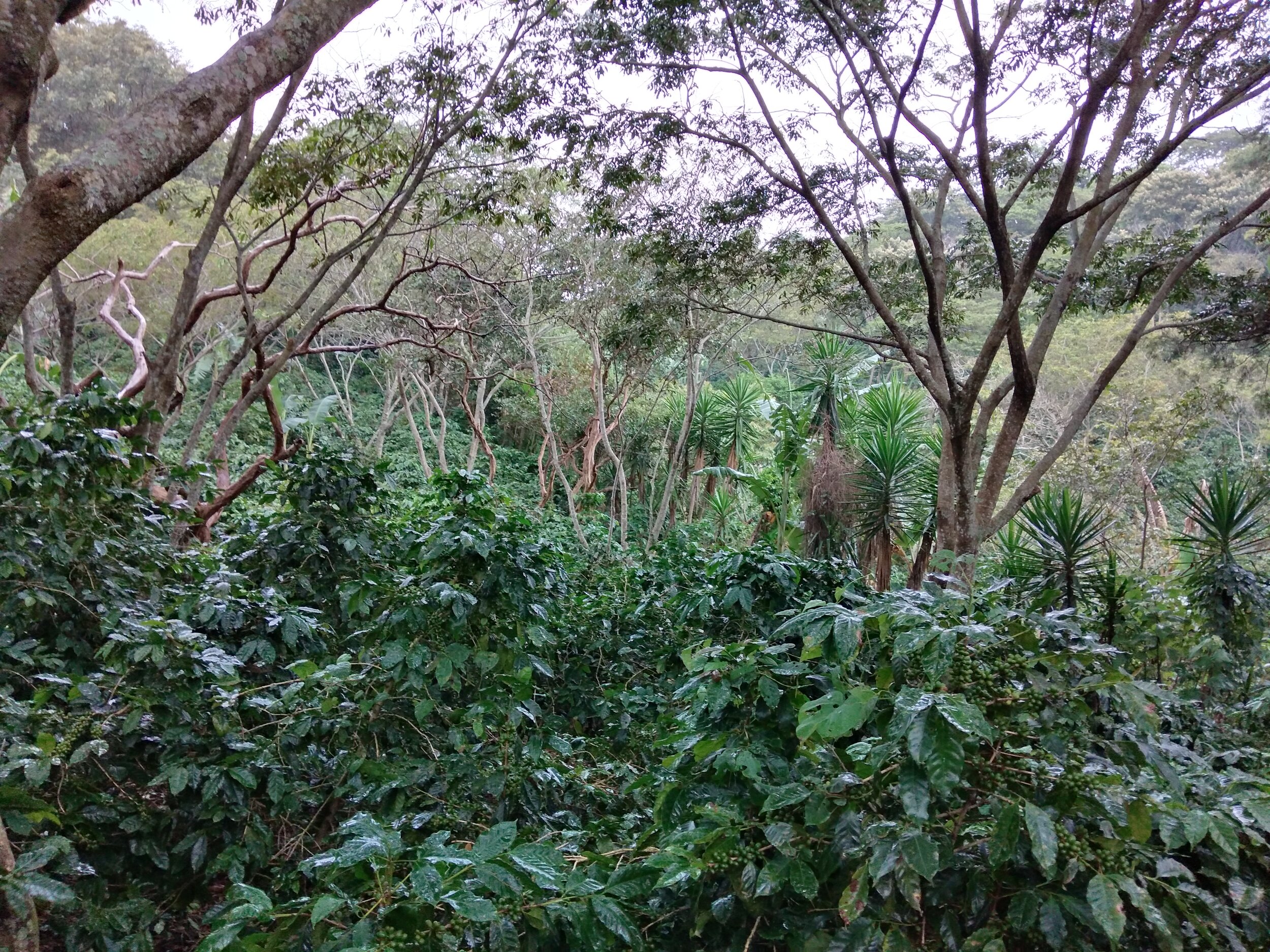 Finca1.jpg