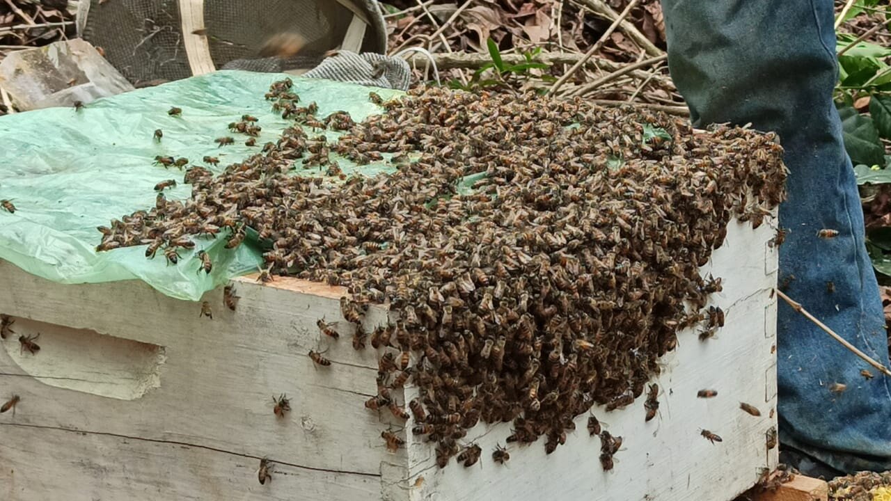 Abejas para polinización y miel.