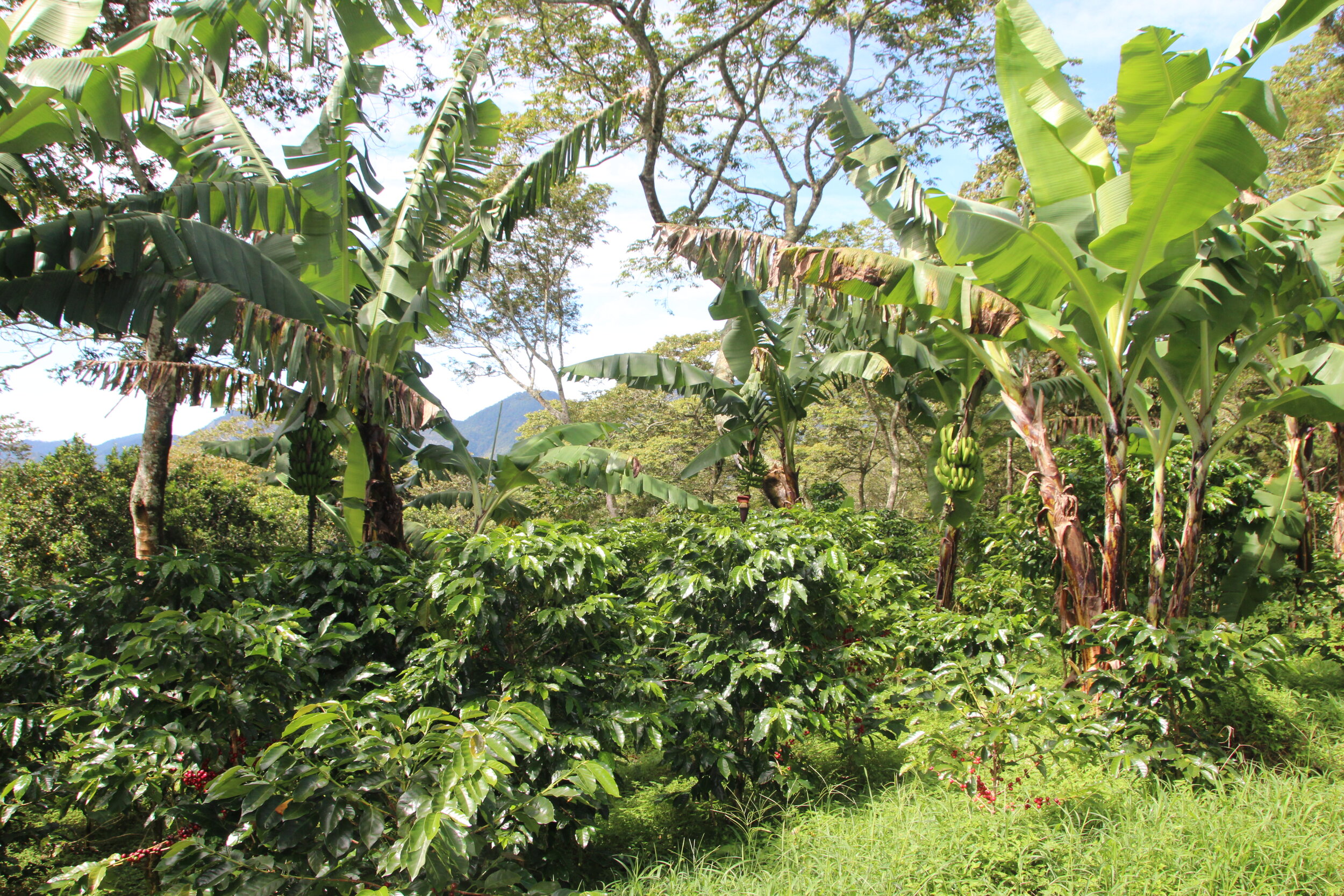 arboles de banano ofrecen sombra generosa .