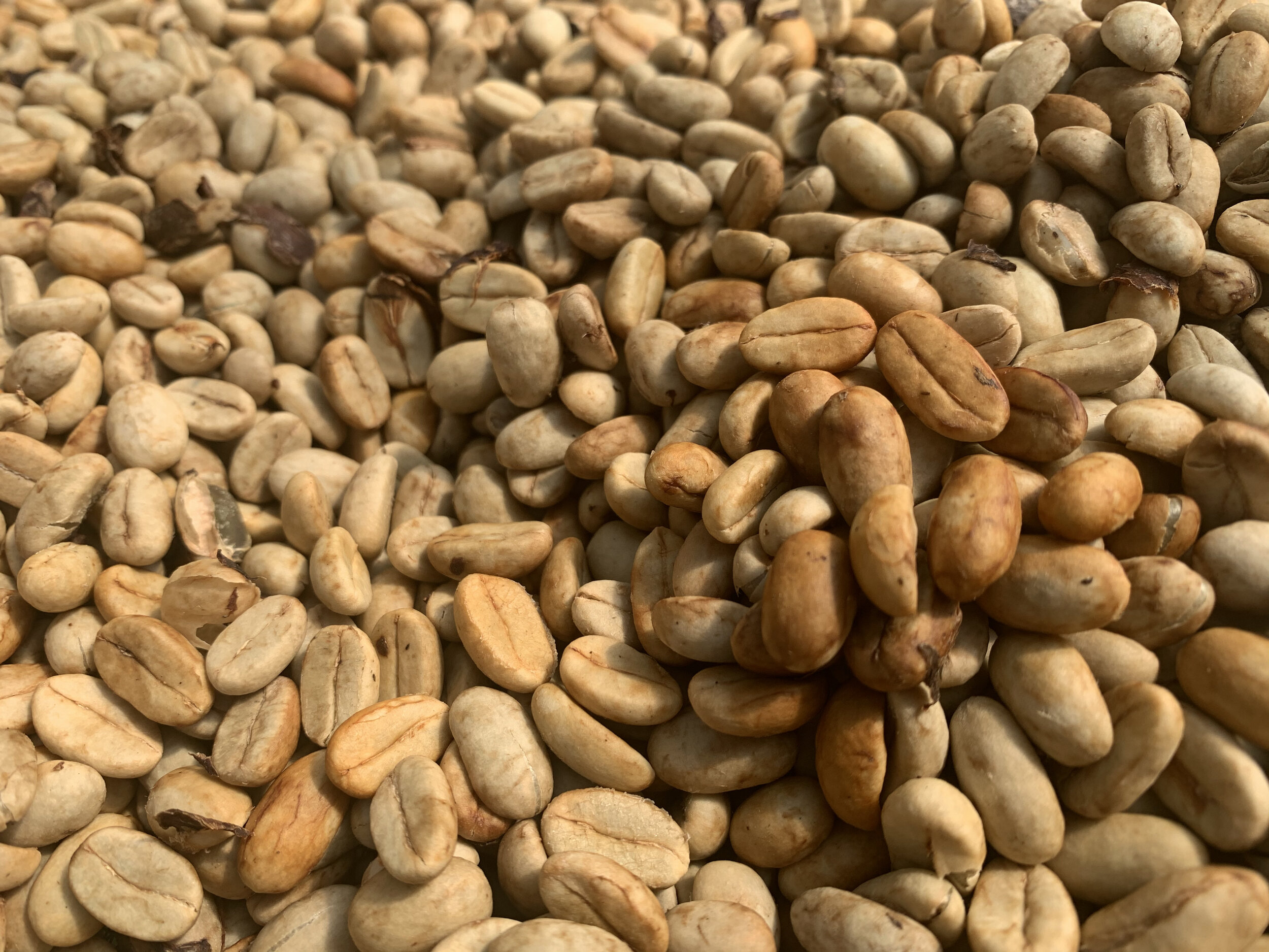 Dry coffee beans.jpg
