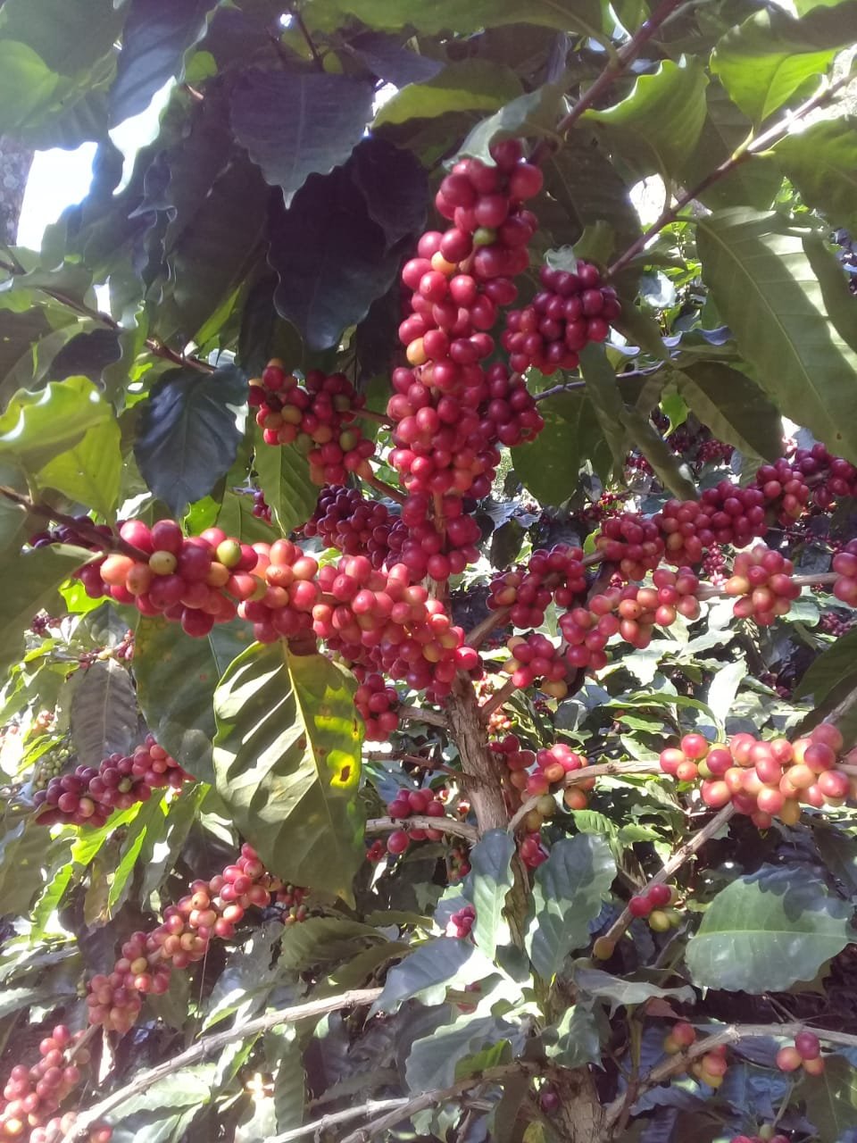 Cafe en uvas rojas.JPG