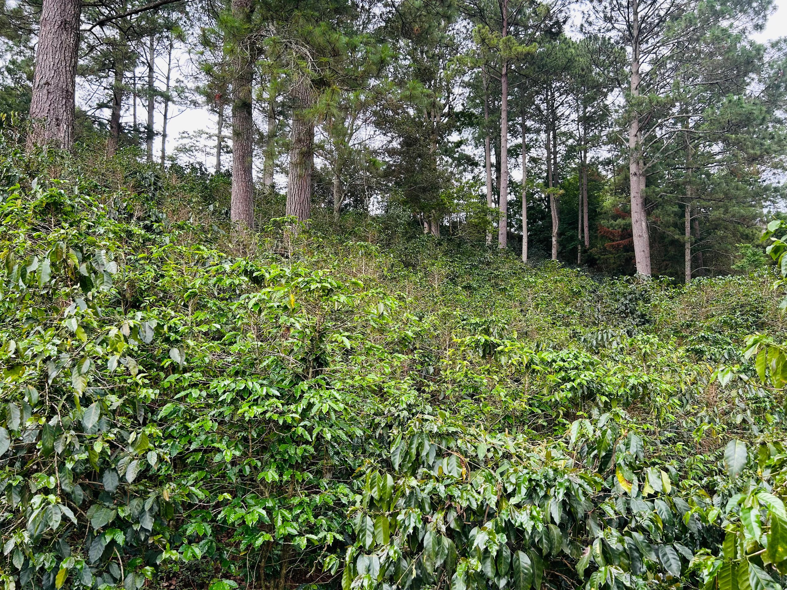 Finca de Neftaly.jpeg