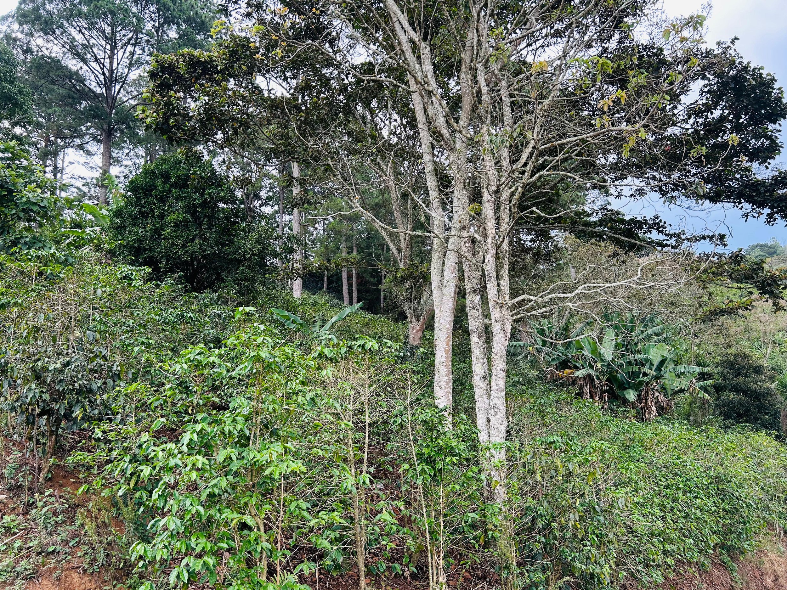 Finca con arboles.jpeg