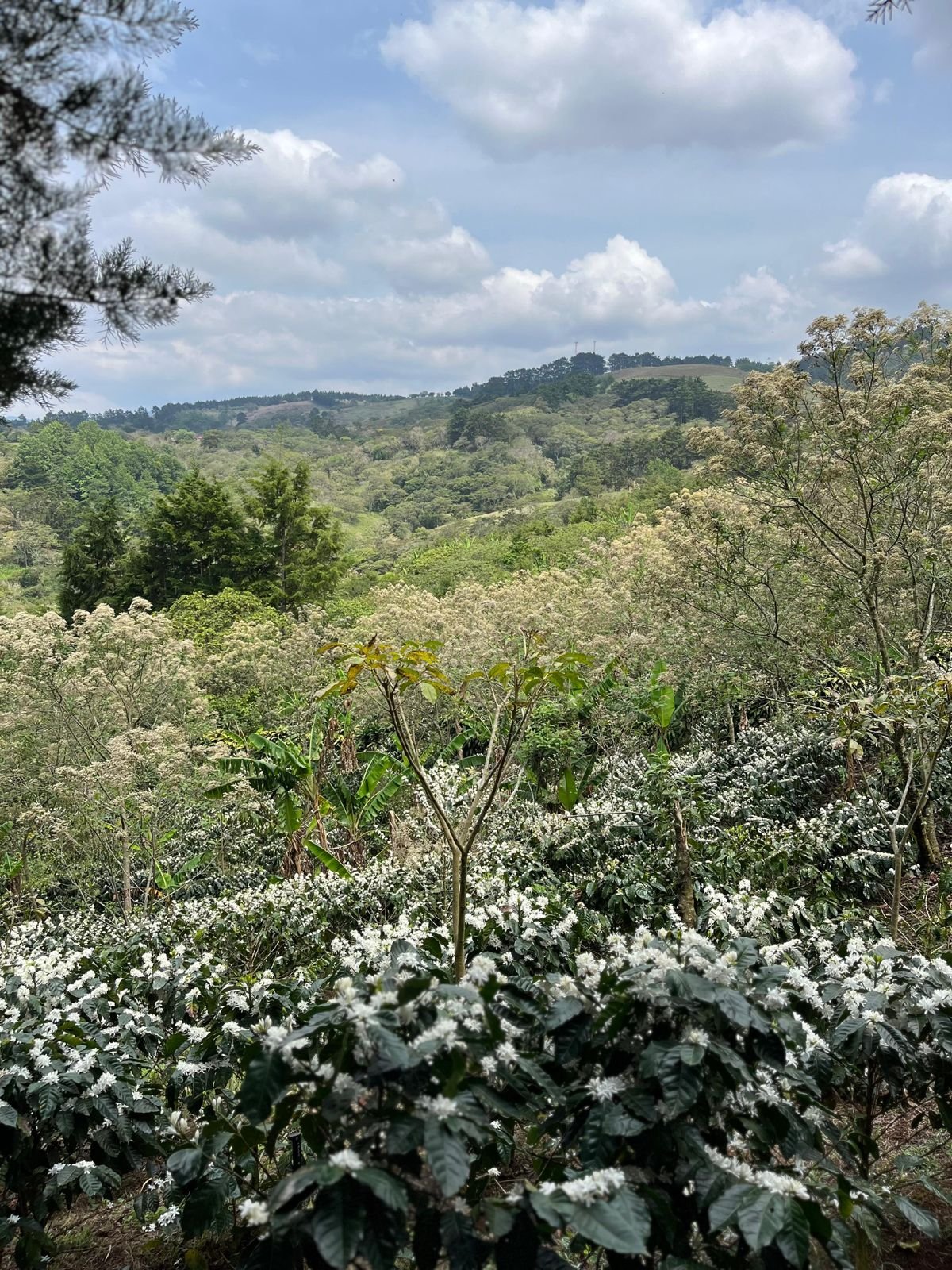 Finca con flora.jpeg