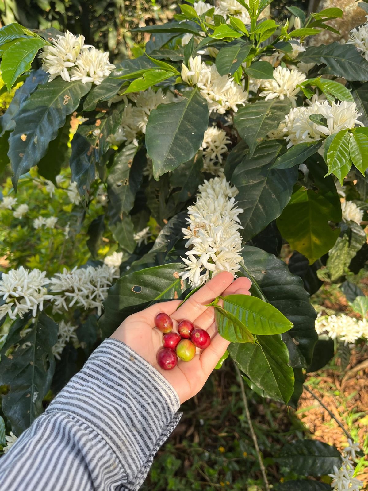 Flores + cafe.jpeg