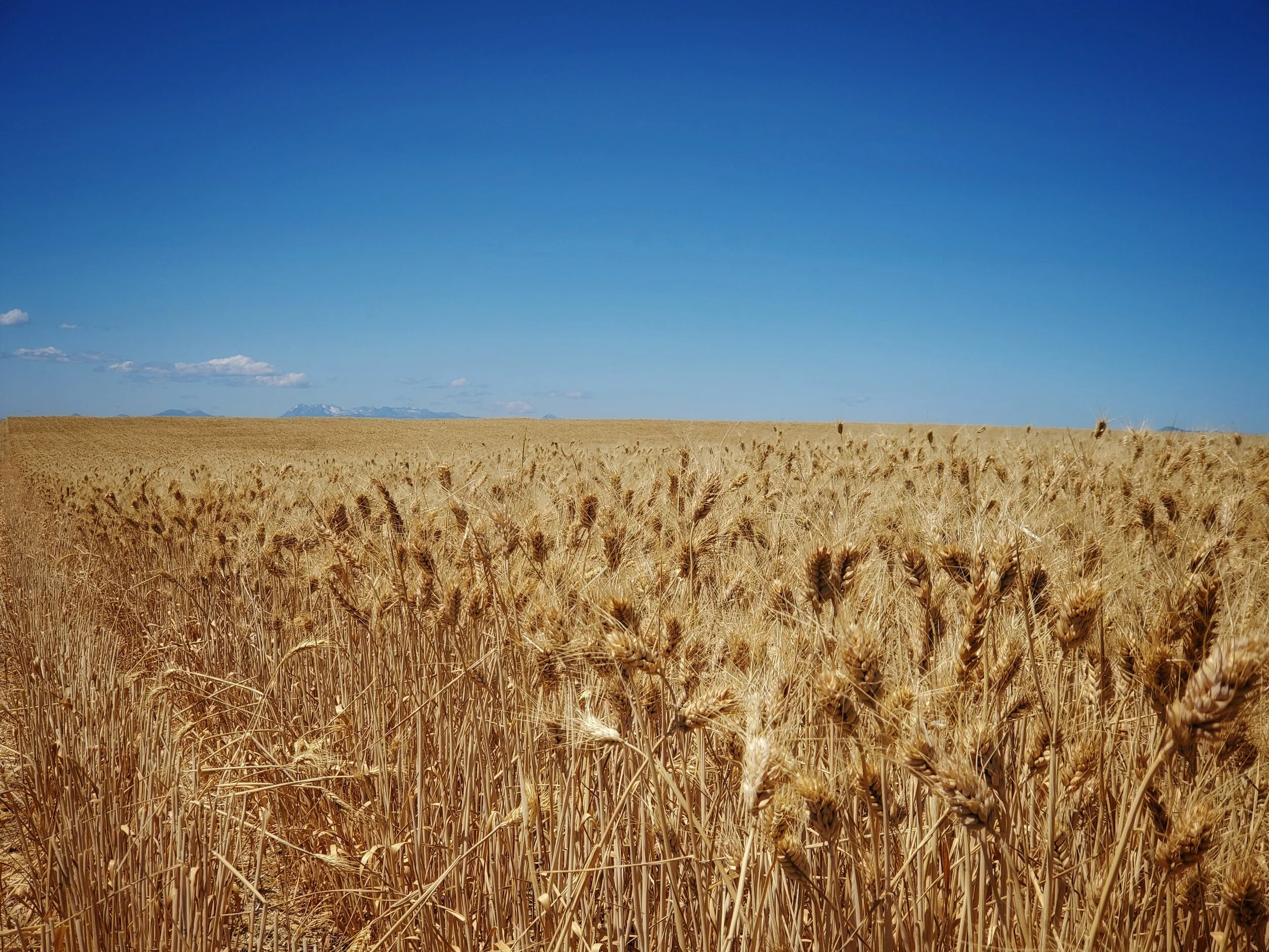 Wheat ready to be cut.
