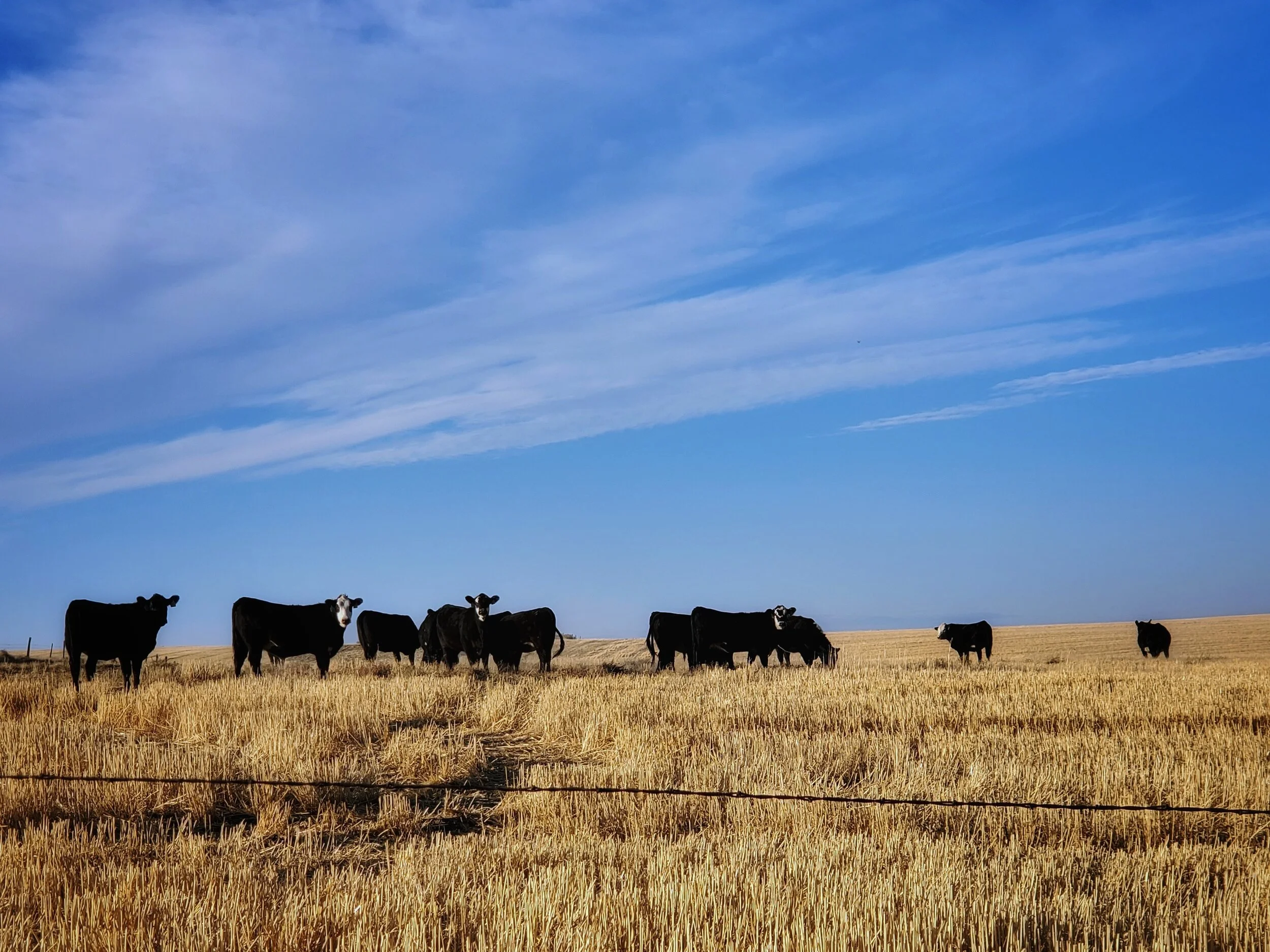 The view from my front window. The curious heifers will even come up to the fence to watch our farm boys play.