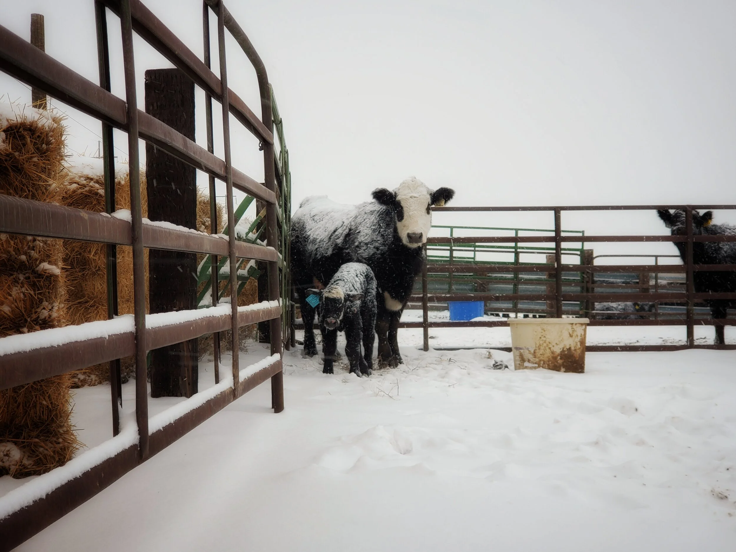 Valentine's Day Calves